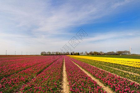 美丽的郁金香花朵图片