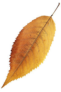 一片秋叶背景图片