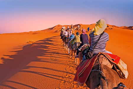 穿越摩洛哥撒哈拉沙漠丘的骆驼大篷车摩洛哥苹果浏览器埃及人旅行图片