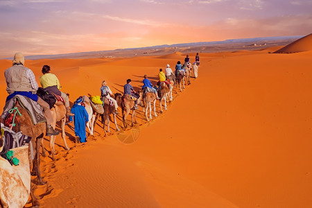 粗糙的穿越摩洛哥撒哈拉沙漠丘的骆驼大篷车摩洛哥人们苹果浏览器图片