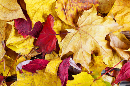 秋天有黄色和红叶子的背景有黄色和红叶子的背景框架材料枝条图片