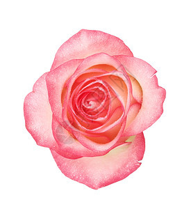 天母亲假期粉红玫瑰花白底孤立于图片