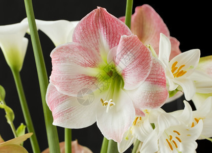 异国情调紧贴着美丽的白兰花和粉红色精美的园图片