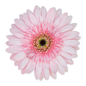 简单的粉红色雪贝拉花在白色上与隔绝有剪切路径盛开自然图片