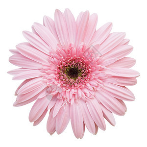 盛开粉红色的雪贝拉花在白色上与隔绝有剪切路径开花明亮的图片