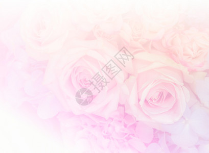 粉红花彩色柔软背景的花朵模糊浪漫优质图片