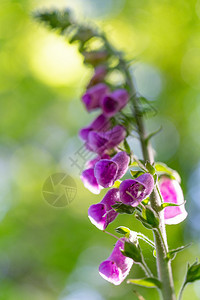 药物植群日光大工厂里有小钟声的紫色鲜花春天图片