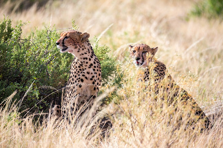 猎豹在草丛中进食猎豹在草丛中进食捕者肯尼亚自然图片