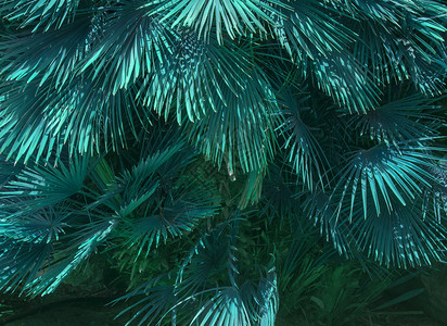 茶叶扇子细节欧洲的马洛卡地方风扇棕榈茶查马罗普叶在阳光的抽象茶叶颜色中红树抽象马洛卡地方风扇棕榈茶植物群背景