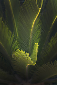静脉生长马洛卡地方风扇棕榈查马罗普人太阳中红树叶在光中结实叶上玛洛卡地方风扇查马罗普人略卡岛图片
