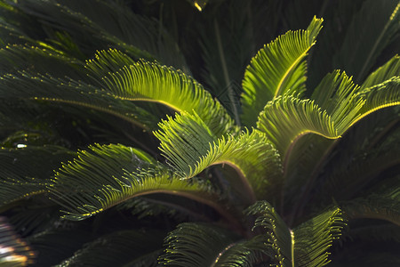 植物学羚羊属马洛卡地方风扇棕榈查马罗普人太阳中红树叶在光中结实叶上玛洛卡地方风扇查马罗普人环境图片