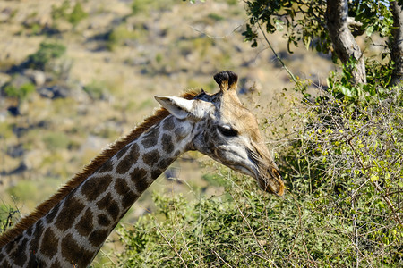 南非的Giraffe头拍在树顶附近放牧优雅的靠脸图片