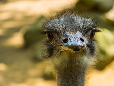 斯特鲁西奥地面可爱的贴近一个来自非洲的普通食人鸟流行的无飞鸟种脸孔眼睛图片