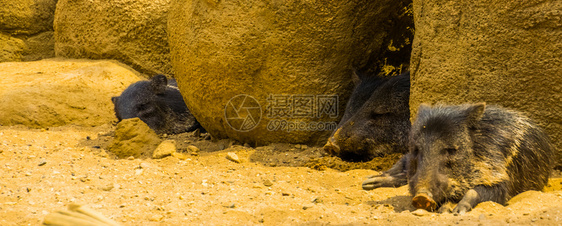 标成熟来自美洲的热带动物种亚历山苏姬阿萨德签名鼻子图片