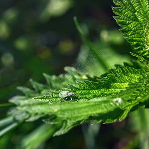 环境花园漏洞小型绿甲虫WeevilPhyllobius近距离接一个针对模糊的暗绿花背景织物叶并有复制空间和选择焦点图片