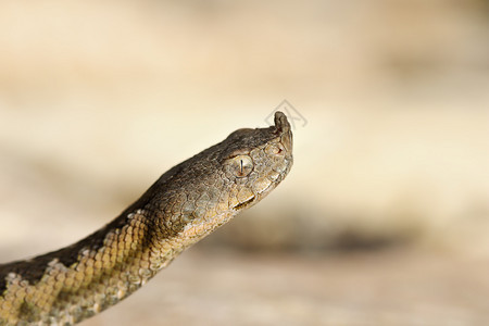 致命捕食者蛇科欧洲沙ViperVipera弹道肖像图片