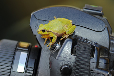 绿树青蛙站在照相机上HylaArborea常设户外数码单反图片