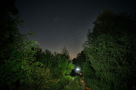 夜晚森林风景图片