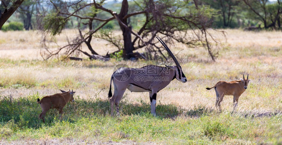 喇叭萨凡纳景观肯尼亚大草原中部的羚羊肯尼亚大草原中部的羚羊图片