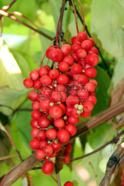 营养丰富红色的成熟香草枝红的良成熟香草树枝生长图片
