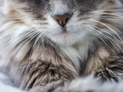 纯种白色的一只可爱毛茸迷人的猫美丽肖像特写一只可爱迷人的猫美丽肖像虎斑猫图片