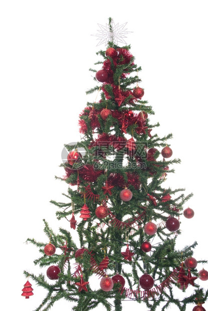圣诞节红色的充满活力以白色背景隔离的经装饰圣诞树典型绿色和红颜图片