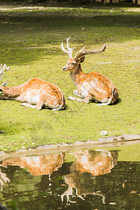 说谎夏天躺在绿草上撒满了斑鹿旅行森林图片