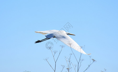 动物摄影在南加州的天空中飞翔美丽的白色大埃格雷特哺乳动物宏鸟图片