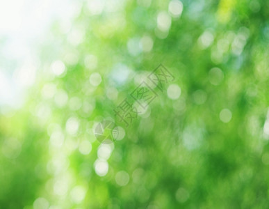 克罗波托夫美丽的夏天或春抽象的自然布基本底bokeh背景柔软的散图片