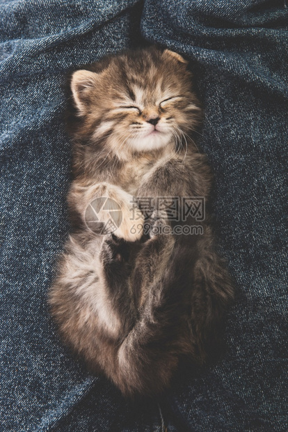 猫咪幼崽睡觉图片