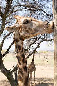 极一只高的长颈鹿用嘴唇亲吻一根木电线杆栖息地哺乳动物图片