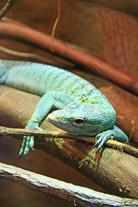 自然口爬虫绿蜥蜴躺在动物园的木树枝上绿蜥蜴睡在玻璃容器里动物园一只睡觉的蜥蜴爬行动物特写脸图片