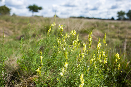 景观在荷兰公园HogeVeluwe开花的Linaria植物寻常的草本图片