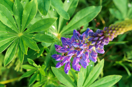 领域丁香花盛开的羽扇豆蓝色花盛开的羽扇豆蓝色花束植物学颜色图片