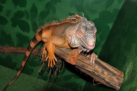 玻璃容器草食动物红蜥蜴变形绿色蜥蜴拉丁Iguana蜥蜴是家族的大型食草蜥蜴异国情调图片