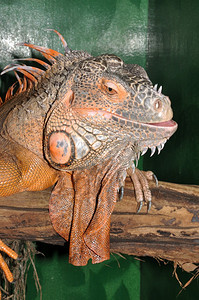 濒危怪物红蜥蜴变形绿色蜥蜴拉丁Iguana蜥蜴是家族的大型食草蜥蜴爬虫类图片