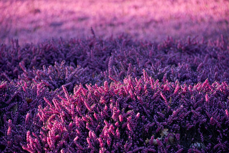 花朵景观丁香石南花红色的图片