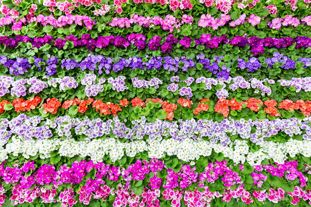 荷兰植物具有多种不同颜色的横向花朵行晴天图片