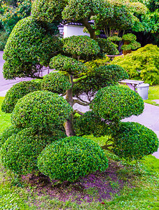 园艺美的圆树有日本风格的芭蕾灌木令人惊叹的花园装饰球形式图片