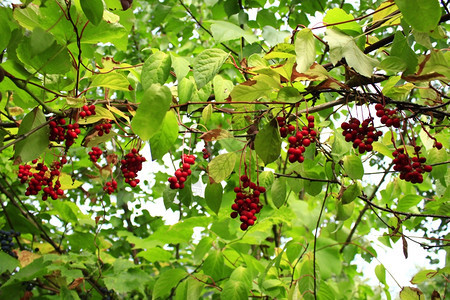 红的成熟草枝许多红有用成熟草枝藤本植物食用五味子图片