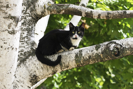 摄影树上的猫一只黑白躺在树枝上小可爱的图片