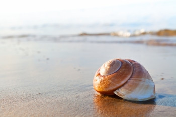 海滩上的海螺图片