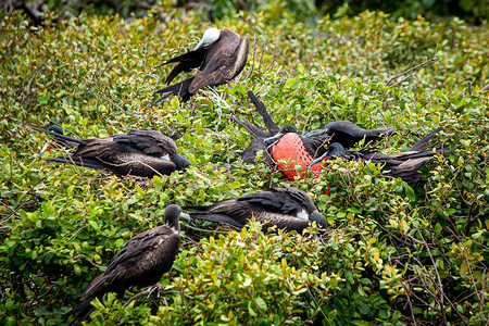 国民喙伯利兹群岛自然栖息地的大型护卫舰鸟类伯利兹自然栖息地的大型护卫舰鸟类膨胀图片