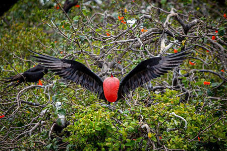 厄瓜多尔伯利兹群岛自然栖息地的大型护卫舰鸟类伯利兹自然栖息地的大型护卫舰鸟类调情动物图片