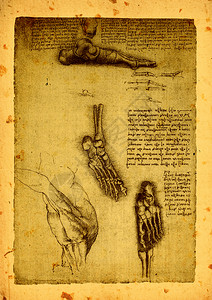 莱昂纳多达芬奇的旧解剖画贴近维特鲁威生理男图片