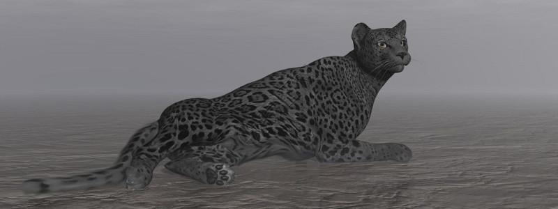 形象的自然一只黑美洲豹在暗的夜晚静地躺在上黑色美洲豹休息3D地面图片