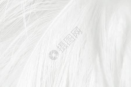 美丽的白羽毛花纹理背景图案梦活的白鹭图片