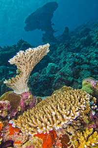 动物群生多样自然珊瑚礁建筑南阿里环岛马尔代夫印度洋亚洲图片