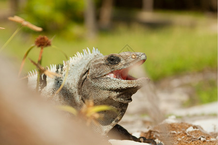 原始爬虫类生物Iguana在墨西哥拍摄照片图片