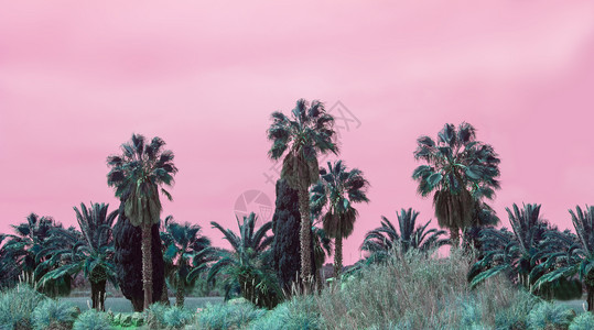 园艺胡米利斯郁葱超现实的抽象马洛卡当地特有风扇棕榈夏美罗普人种对粉红色天空的树叶与粉天空的实在抽象棕榈图片